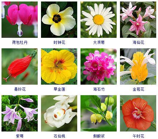 盆景图片名称大全欣赏 花的名称和图片大全