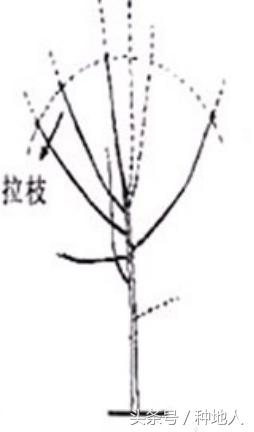 石榴树怎么修剪，石榴修剪技术教程（石榴树修剪：石榴树修剪要合理）