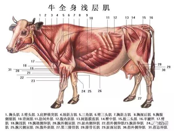 牛肉怎么卤才好吃，卤牛肉怎么才能卤得又嫩又香