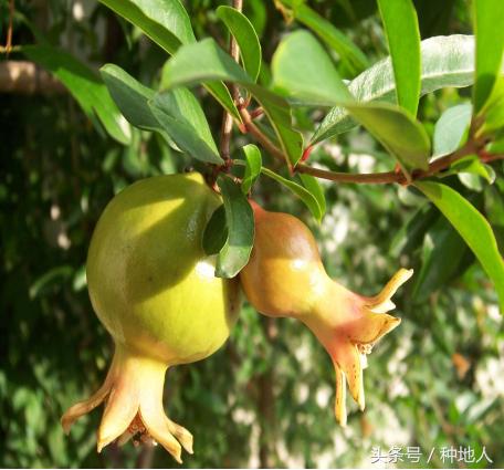 石榴树怎么修剪，石榴修剪技术教程（石榴树修剪：石榴树修剪要合理）