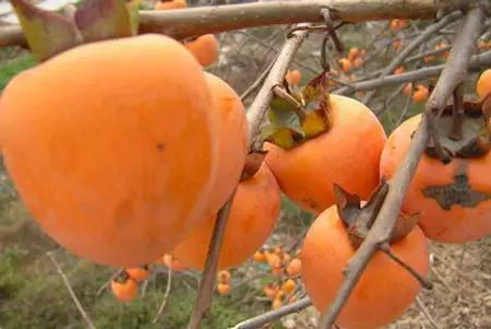 绍兴有什么特色小吃小编来告诉你，绍兴各地最具代表美食大汇总