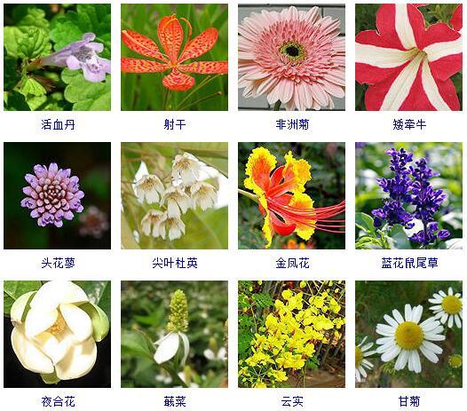盆景图片名称大全欣赏 花的名称和图片大全