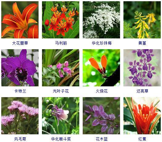盆景图片名称大全欣赏 花的名称和图片大全
