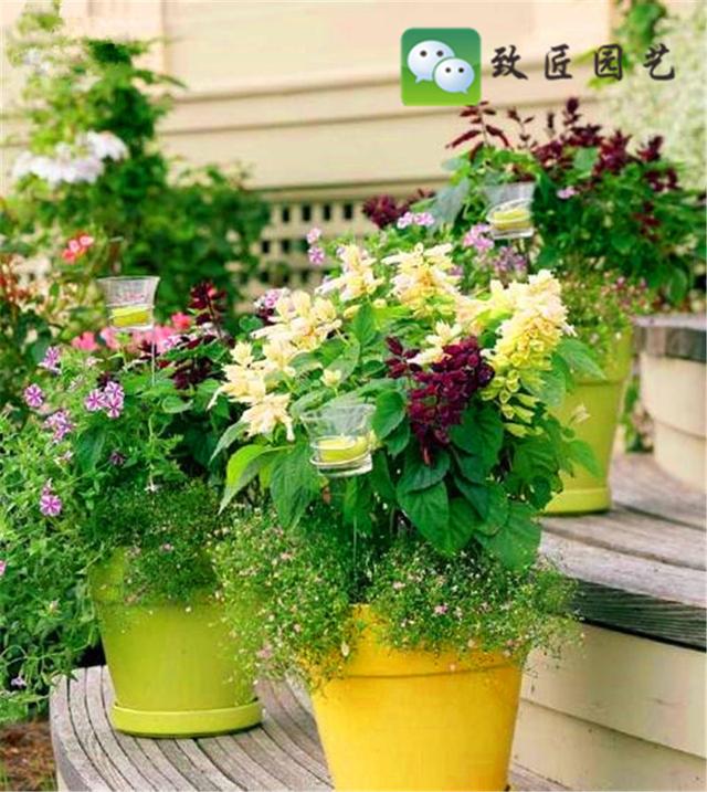 制作迷你盆栽的小窍门，教你如何制作出一盆极品微型盆景
