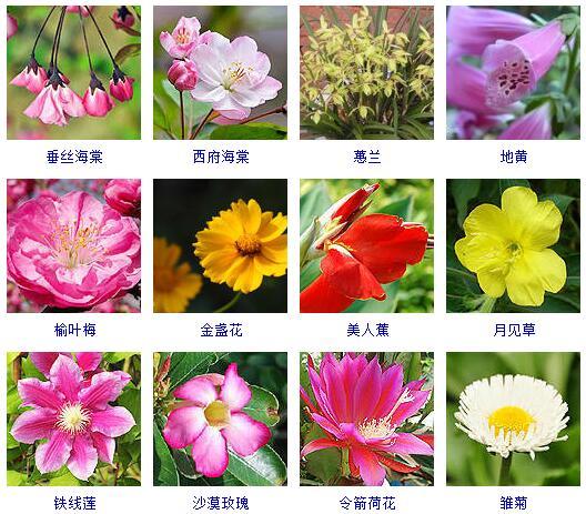 盆景图片名称大全欣赏 花的名称和图片大全