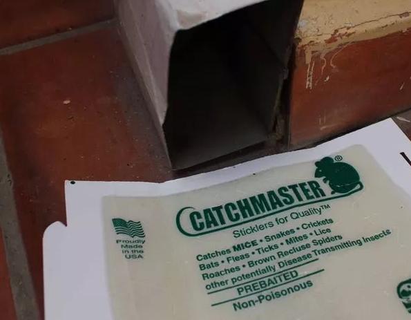 驱赶老鼠最有效方法，老鼠怎么驱赶最有效（乡下奶奶教我一个方法）