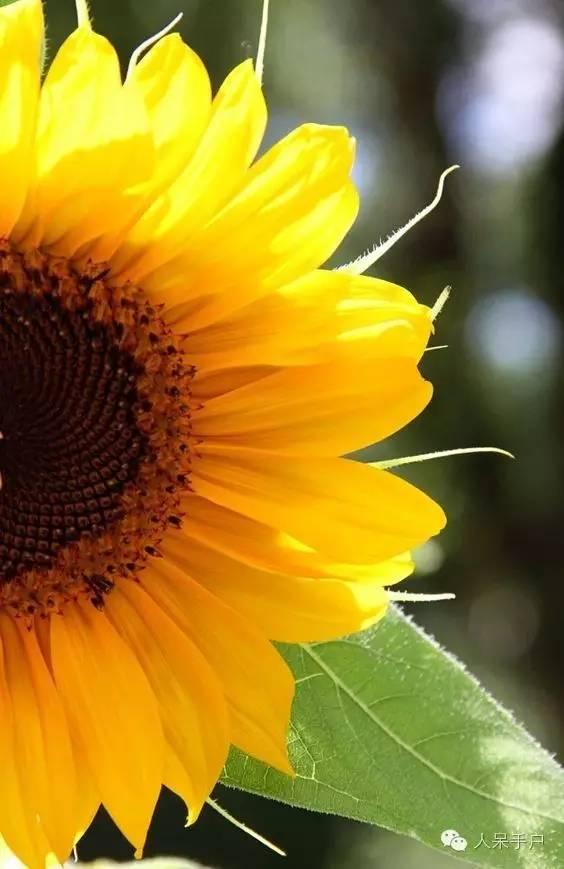 世界各国的国花大全，国花大赏欧洲篇