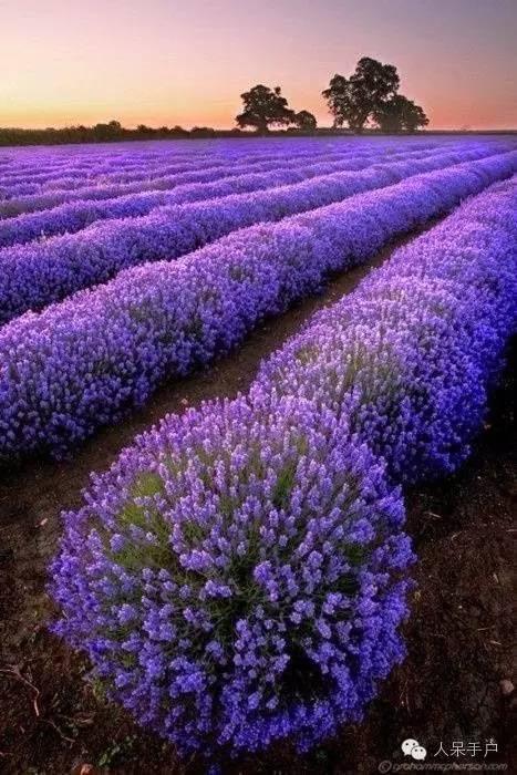 世界各国的国花大全，国花大赏欧洲篇