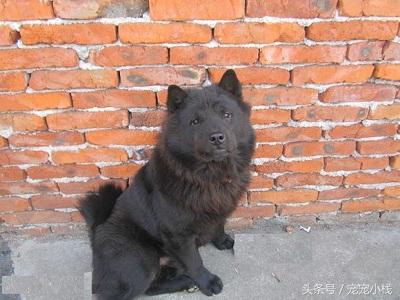 萨摩12个月品相变化，萨摩耶优缺点，推荐给新人