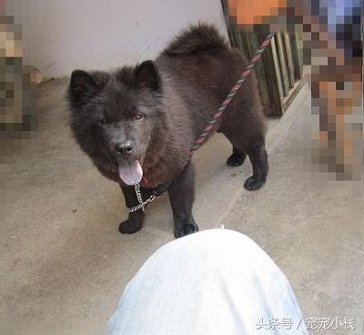 萨摩12个月品相变化，萨摩耶优缺点，推荐给新人