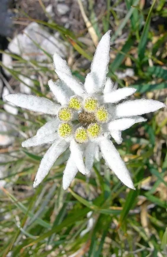 世界各国的国花大全，国花大赏欧洲篇