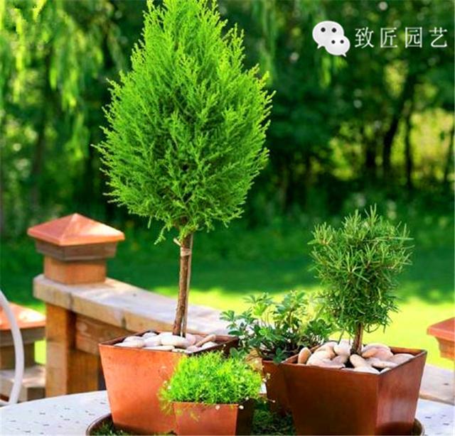 制作迷你盆栽的小窍门，教你如何制作出一盆极品微型盆景