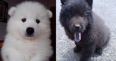 萨摩12个月品相变化，萨摩耶优缺点，推荐给新人