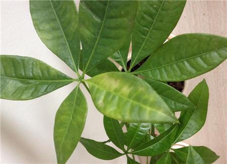 发财树叶子发黄，怎样解决发财树黄叶（发财树叶子发黄什么原因）
