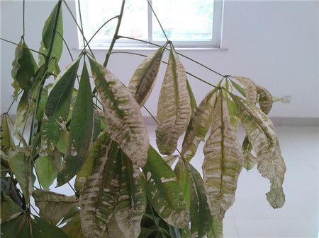 发财树叶子发黄，怎样解决发财树黄叶（发财树叶子发黄什么原因）