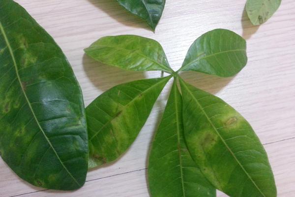 发财树叶子发黄，怎样解决发财树黄叶（发财树叶子发黄什么原因）