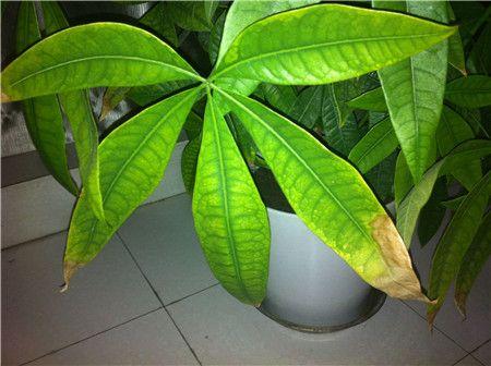 发财树叶子发黄，怎样解决发财树黄叶（发财树叶子发黄什么原因）