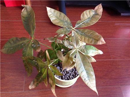 发财树叶子发黄，怎样解决发财树黄叶（发财树叶子发黄什么原因）