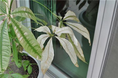 发财树叶子发黄，怎样解决发财树黄叶（发财树叶子发黄什么原因）