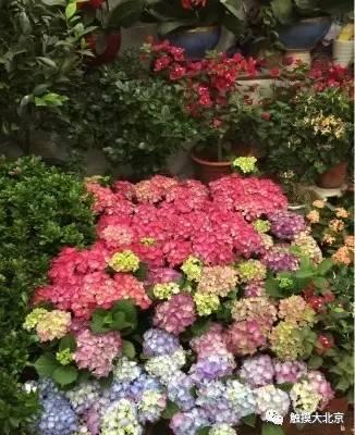 北京年货集市在哪，春联、年货、小吃……海淀四季青这个大集开了