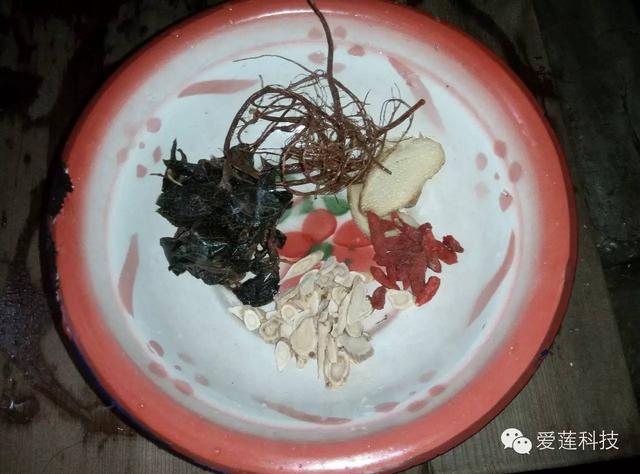 金线莲煲汤大全，新鲜金线莲炖汤最佳搭配