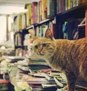 沈阳最火的书店，沈阳文艺范书店新地图