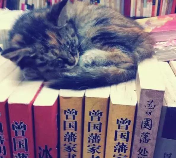 沈阳最火的书店，沈阳文艺范书店新地图