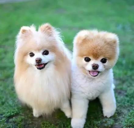 狗粮推荐测评排行榜，十大狗粮排行榜