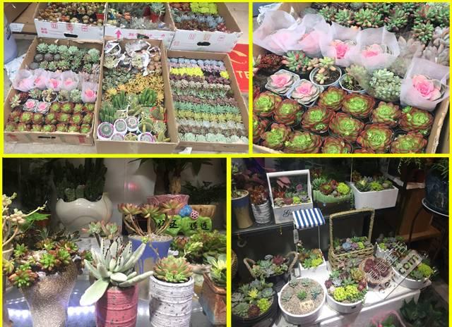 武汉鲜花市场在哪里，亚洲最大的鲜花市场开到汉口北