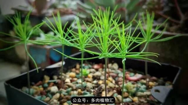 植物生长的6个阶段，植物的成长过程