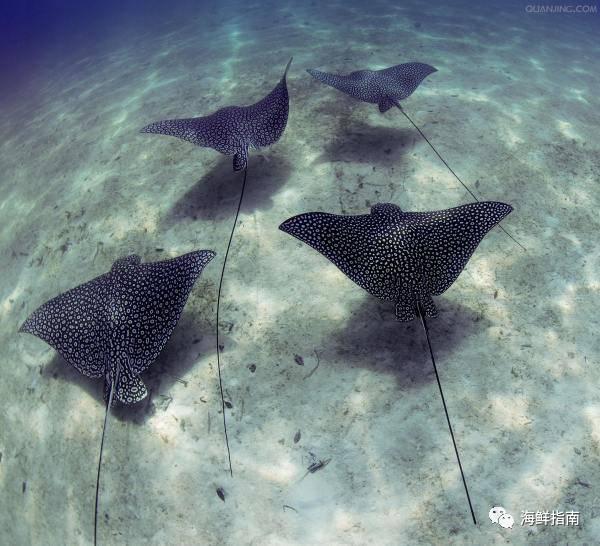 蝠鲼和鳐鱼的区别，蝠鲼和魟鱼什么区别（鳐鱼和蝠鲼的外形特征、生活习性、分布范围、药用价值以及区别）