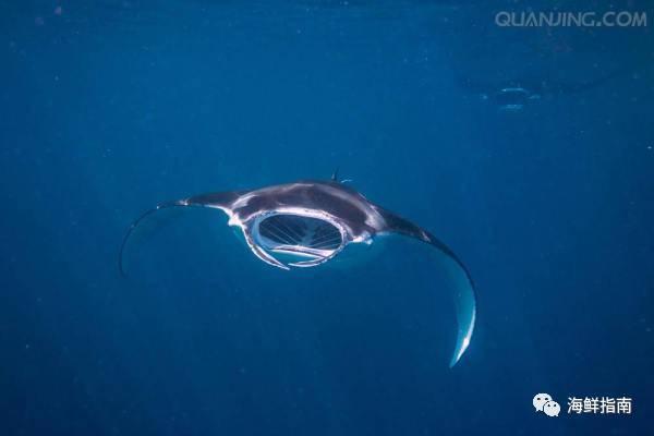蝠鲼和鳐鱼的区别，蝠鲼和魟鱼什么区别（鳐鱼和蝠鲼的外形特征、生活习性、分布范围、药用价值以及区别）