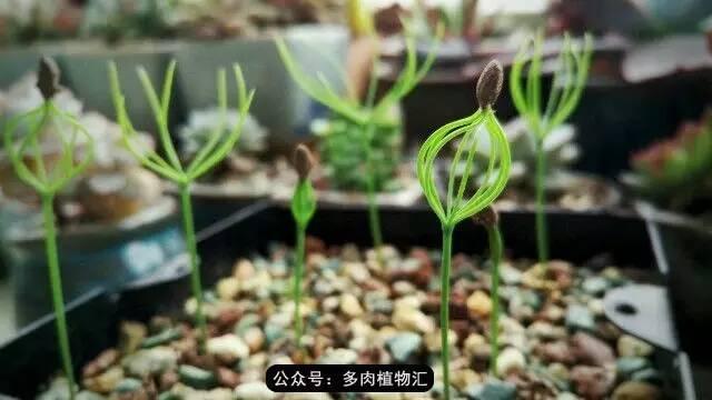 植物生长的6个阶段，植物的成长过程