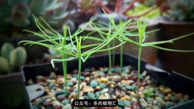 植物生长的6个阶段，植物的成长过程