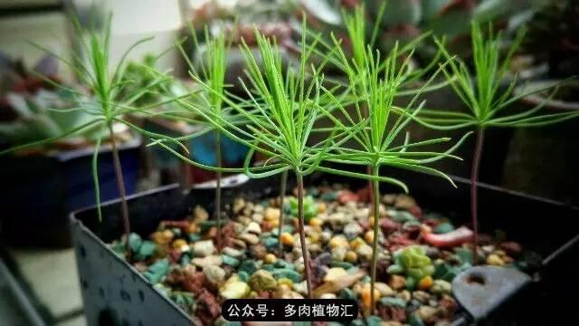 植物生长的6个阶段，植物的成长过程