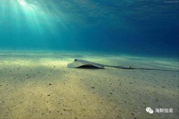 蝠鲼和鳐鱼的区别，蝠鲼和魟鱼什么区别（鳐鱼和蝠鲼的外形特征、生活习性、分布范围、药用价值以及区别）