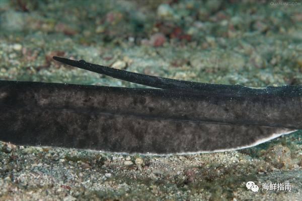 蝠鲼和鳐鱼的区别，蝠鲼和魟鱼什么区别（鳐鱼和蝠鲼的外形特征、生活习性、分布范围、药用价值以及区别）