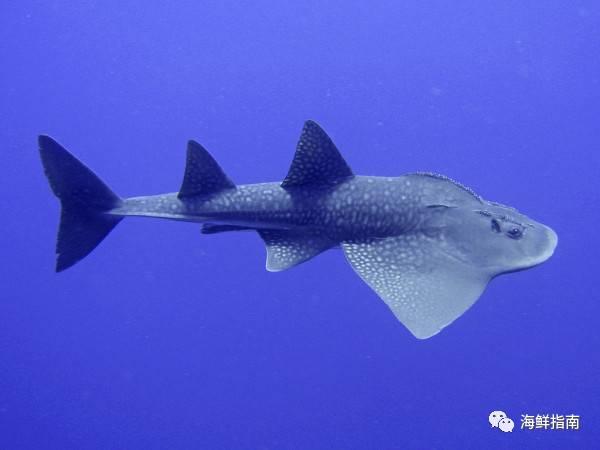 蝠鲼和鳐鱼的区别，蝠鲼和魟鱼什么区别（鳐鱼和蝠鲼的外形特征、生活习性、分布范围、药用价值以及区别）