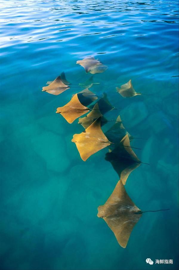 蝠鲼和鳐鱼的区别，蝠鲼和魟鱼什么区别（鳐鱼和蝠鲼的外形特征、生活习性、分布范围、药用价值以及区别）