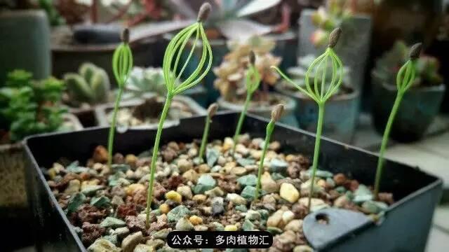 植物生长的6个阶段，植物的成长过程