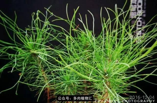 植物生长的6个阶段，植物的成长过程