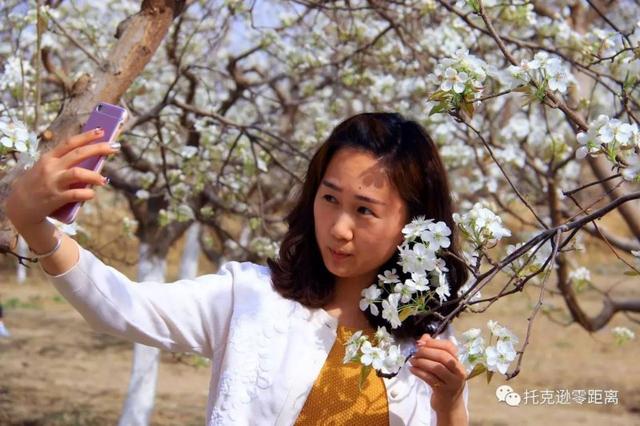 今年托克逊县杏花节是否有，盼望着盼望着托克逊杏花季就要来啦