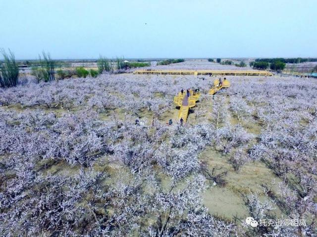 今年托克逊县杏花节是否有，盼望着盼望着托克逊杏花季就要来啦