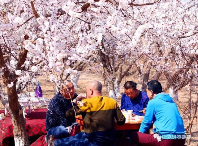 今年托克逊县杏花节是否有，盼望着盼望着托克逊杏花季就要来啦