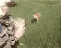 盘点老虎伤人事件，3天2起老虎咬死饲养员事件令人痛心