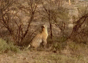 盘点老虎伤人事件，3天2起老虎咬死饲养员事件令人痛心