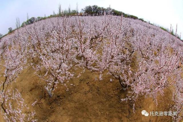今年托克逊县杏花节是否有，盼望着盼望着托克逊杏花季就要来啦