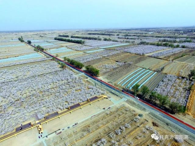 今年托克逊县杏花节是否有，盼望着盼望着托克逊杏花季就要来啦