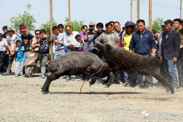 今年托克逊县杏花节是否有，盼望着盼望着托克逊杏花季就要来啦