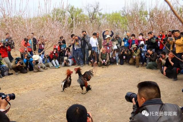 今年托克逊县杏花节是否有，盼望着盼望着托克逊杏花季就要来啦